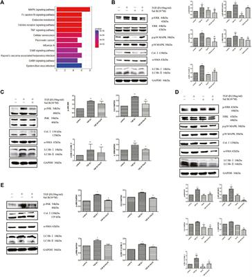 Salvianolic acid B inhibits autophagy and activation of hepatic stellate cells induced by TGF-β1 by downregulating the MAPK pathway